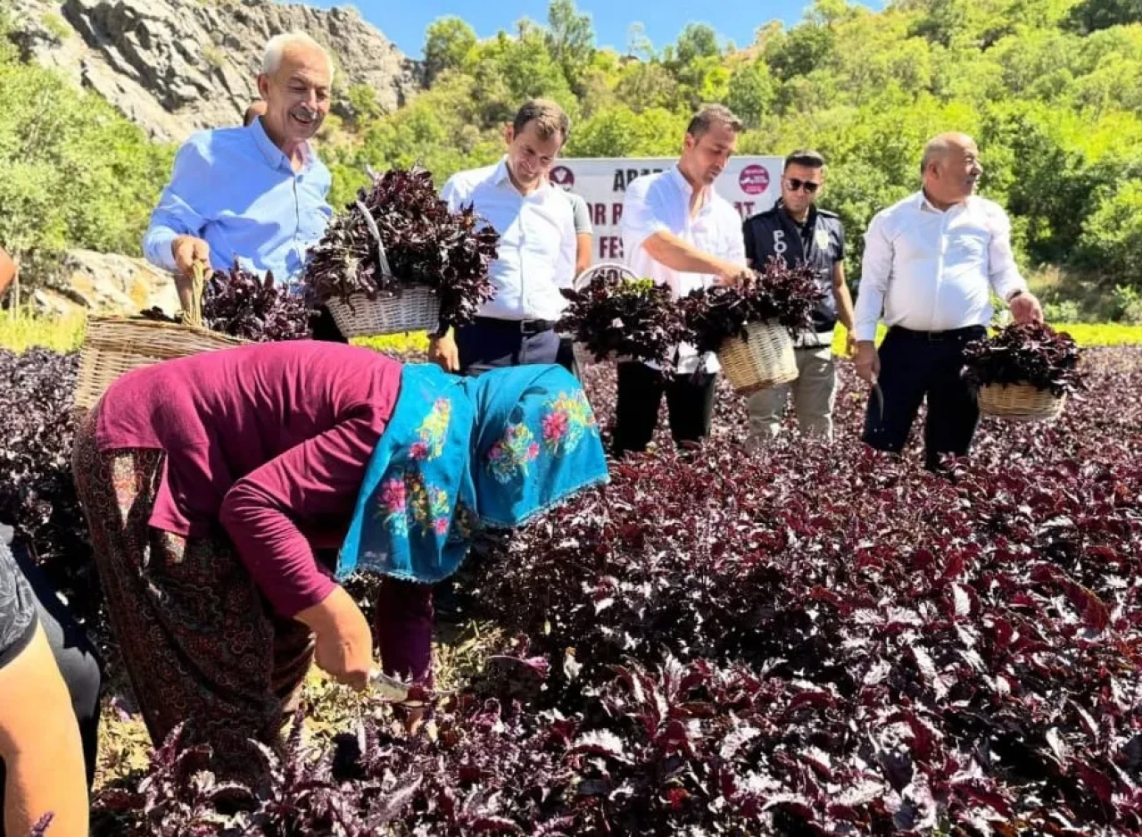 Arapgir’de Mor Reyhan Şenliği! Karakucak Güreş sevinci!