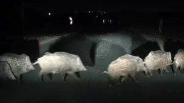 Domuz paniği! Sürü Halinde Yola İnip Trafiği Tehlikeye Sokuyorlar