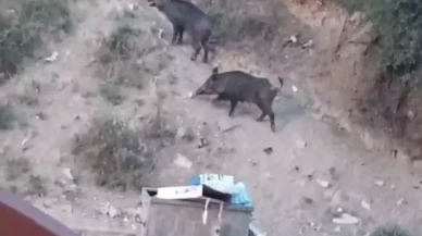 Malatya’da yaban domuzu alarmı! Valilik Harekete geçti!