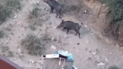 Malatya’da yaban domuzu alarmı! Valilik Harekete geçti!