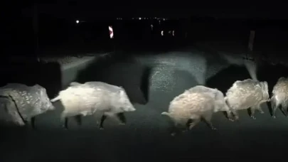 Domuz paniği! Sürü Halinde Yola İnip Trafiği Tehlikeye Sokuyorlar
