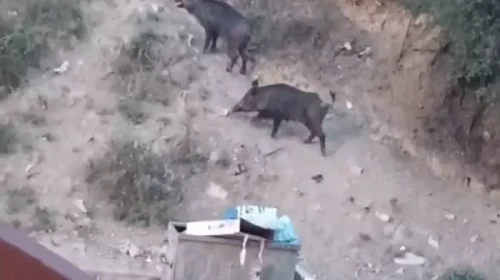 Malatya’da yaban domuzu alarmı! Valilik Harekete geçti!