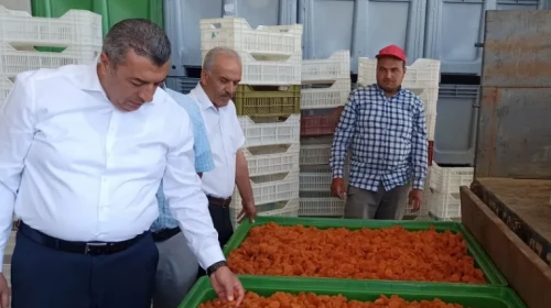 “Sahte kayısı var iddiaları “ varken Başkan “depo” dedi!