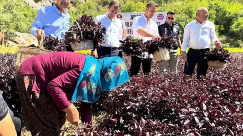 Arapgir’de Mor Reyhan Şenliği! Karakucak Güreş sevinci!