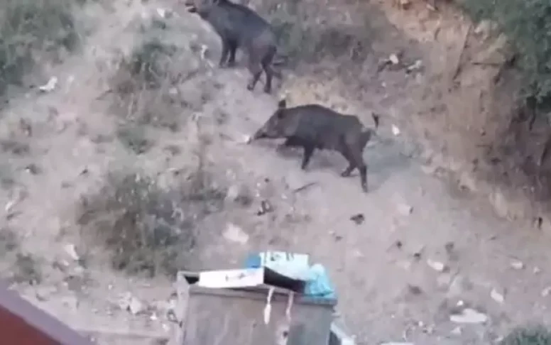 Malatya’da yaban domuzu alarmı! Valilik Harekete geçti!