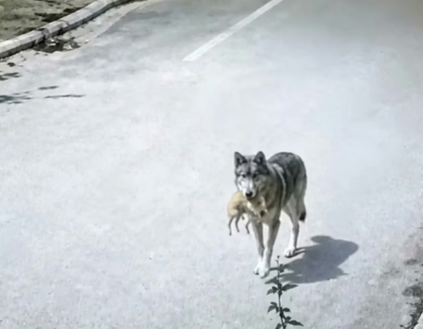 Darende’de Kurt Alarmı Büyüyor! Bu Kez Yolda Çıktı, Araç Çarptı