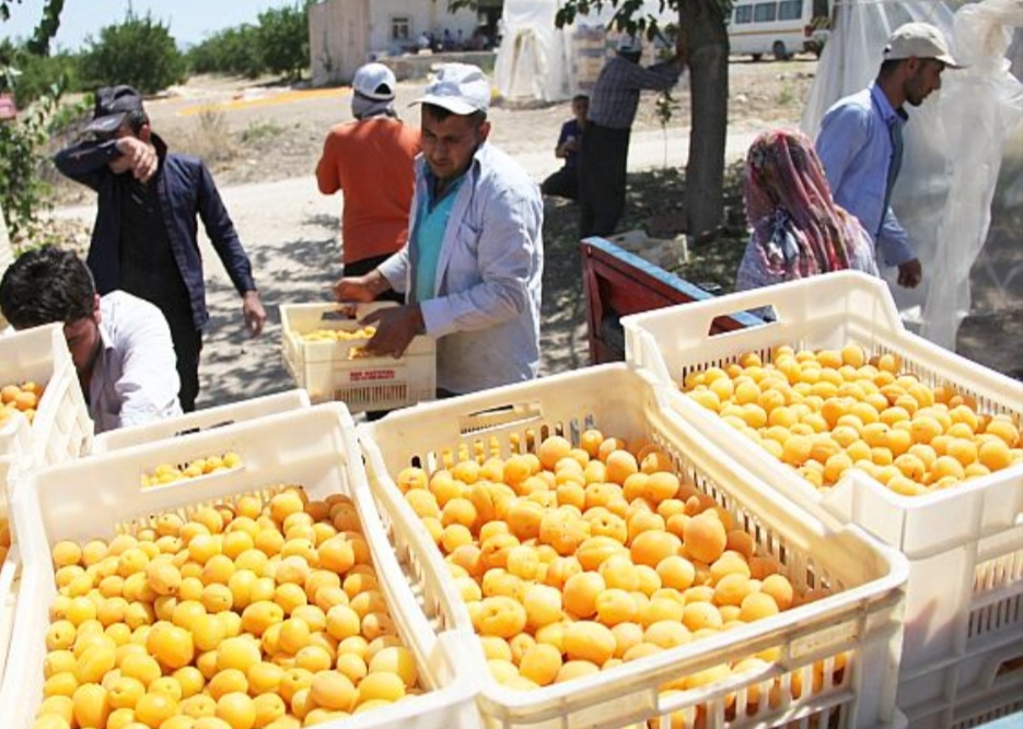 Kayısıda Üretici Beklemede, İşçi Yolda: Yevmiyeler Netleşti