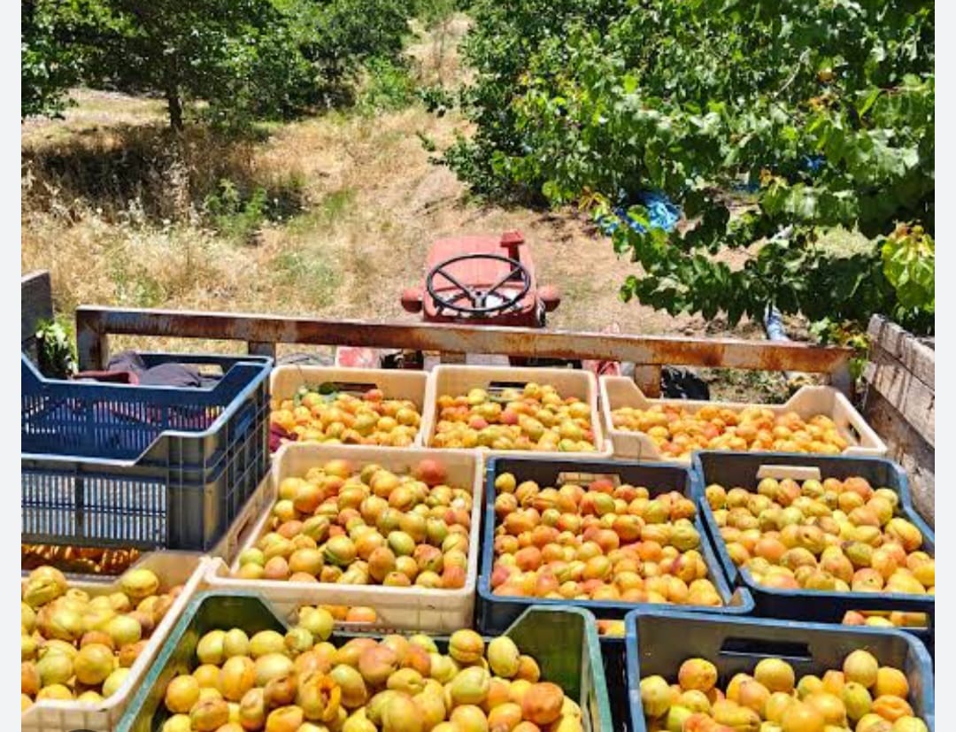 Kayısı Rekoltesi Tartışması! Çiftçi Başka, Komisyon Başka Diyor