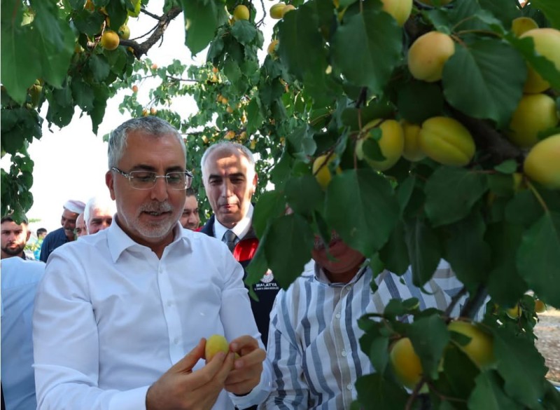 Bakan Işıkhan'ın Kayısı paylaşımı gündem oldu!
