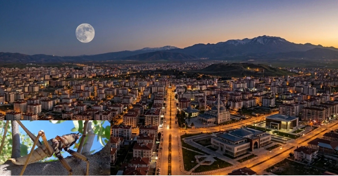 Malatya’yı çekirgeler mi bastı? Bakanlıktan flaş açıklama!
