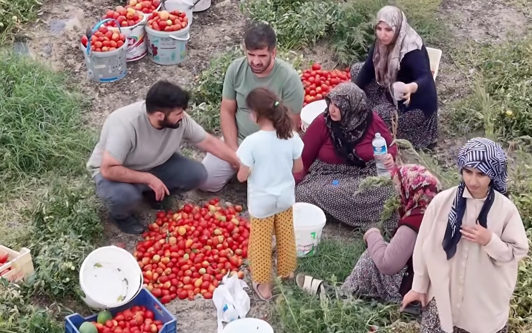 İki bin kişi bedava domates için tarlaya akın etti, üretici isyan etti