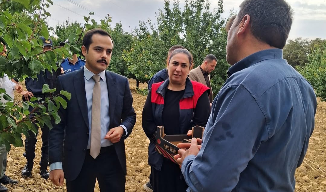 Malatya'da şaşırtan hasat! Eylülde dalından kayısı topladılar