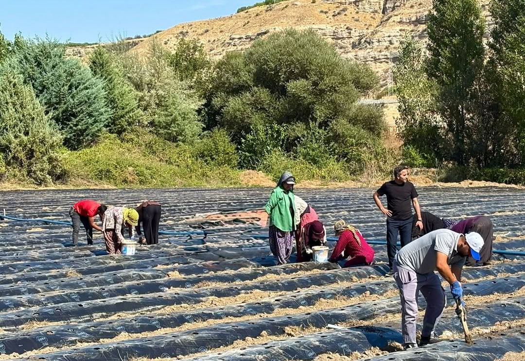 Akçadağ’da Başkan Ulutaş çilek tarlasına indi