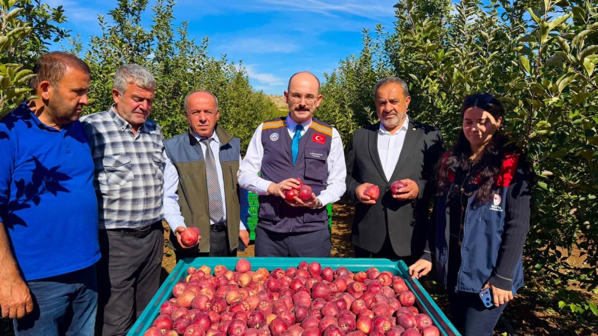 Doğanşehir’de elma hasadı başladı! Kaymakam Sungur da topladı