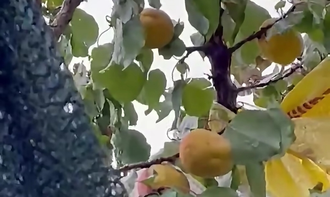 Kuluncak'ta şaşırtan kayısı! Ekim ayının sonunda hâlâ dalında