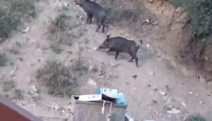 Malatya’da yaban domuzu alarmı! Valilik Harekete geçti!
