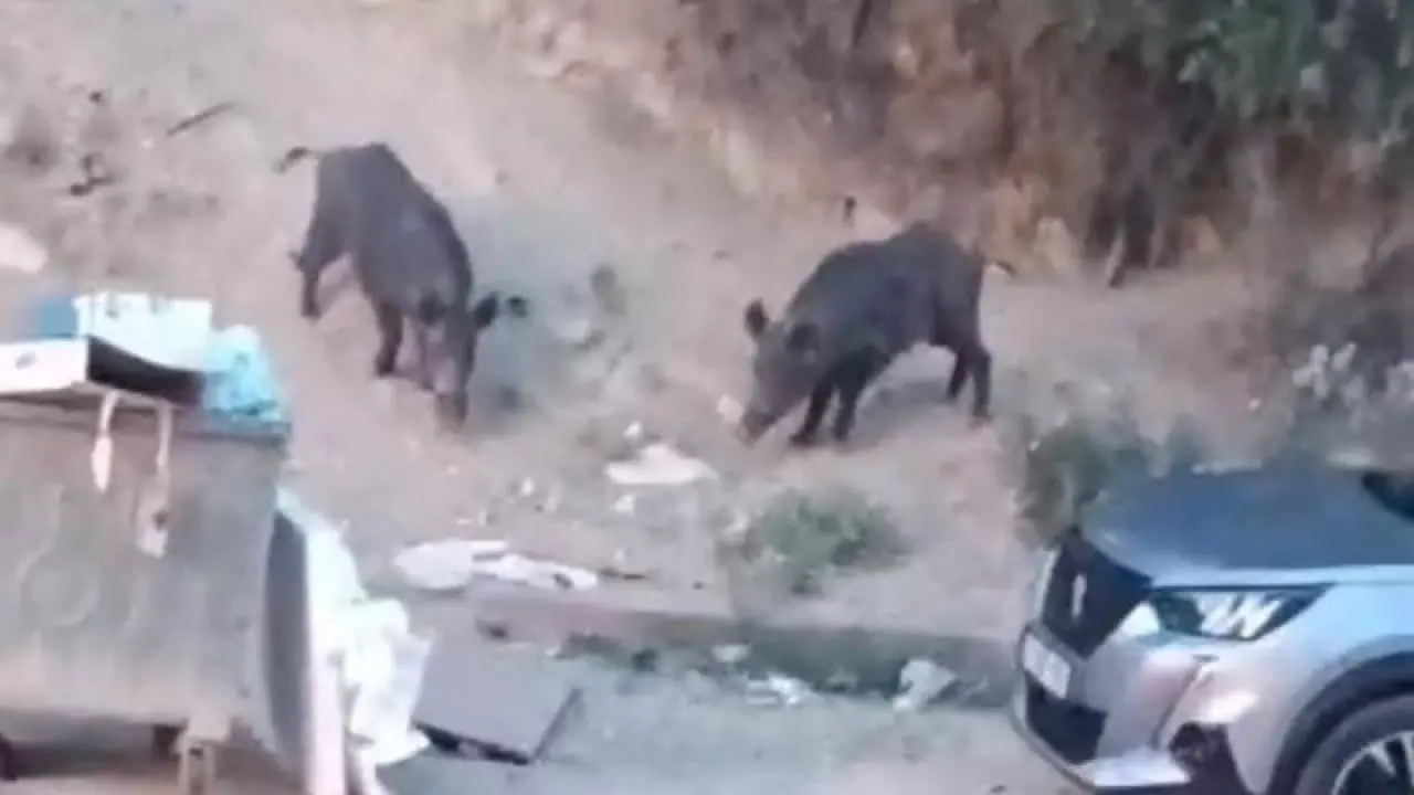 Hatay'da aç kalan yaban domuzları yerleşim alanına indi; o anlar kamerada -  Gündem Haberleri